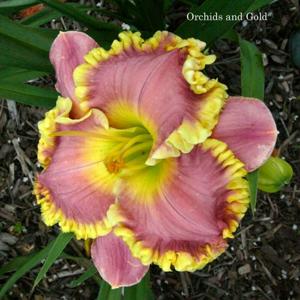 Orchids and Gold (Smith, 2008)